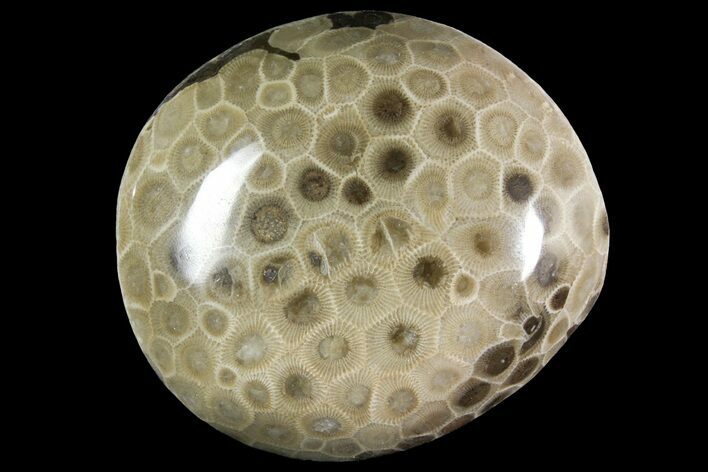 Polished Petoskey Stone (Fossil Coral) - Michigan #156166